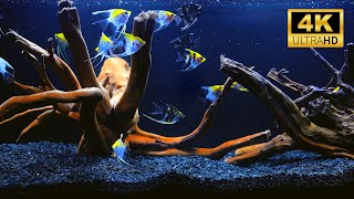 4K Real Aquarium Music Live | Beautiful Fish Tank for Meditation, Sleep & Stress Relief (12h)