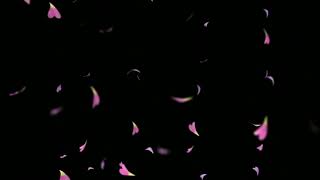 🍁Petals Black Screen 4K Video🥀| ✓Full HD Black Screen Petals Effect | - @AjoyEdit34 #kinemaster