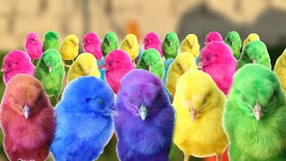 Colourful Hen Chicks | Catch chicks | Chicks feeding | color full video