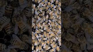 Can You Find The Queen?