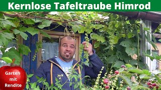 Kernlose Tafeltraube Himrod auch für Höhenlagen geeignet