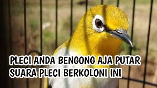 suara pleci koloni paling ampuh bikin kembali gacor plci macet anda