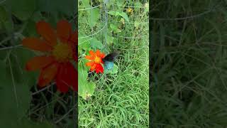 Pipevine Swallowtail