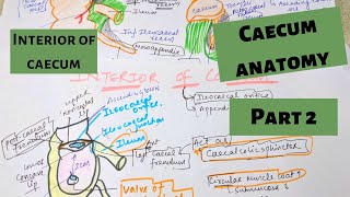 CAECUM ANATOMY PART 2| INTERIOR OF CAECUM | LARGE INTESTINE ANATOMY PART 3