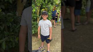 Conure birds on the boy’s head #shorts #cebusafari #kbtravels