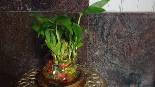 Unboxing of lucky bamboo plant from Amazon 😍