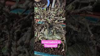 Invernadero con Bonsáis ficus