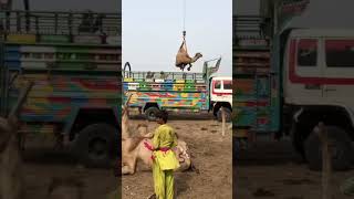 Amazing camels loading😱 #camel #youtubeshorts #animals #youtubevideos