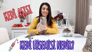 KEDİLERDE AŞILAR, KEDİ LÖSEMİSİ , KEDİLERDE AŞININ ÖNEMİ !! (Kuduz Aşısı, Karma Aşı, Lösemi Aşısı)