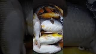 Puluhan juta melayang, ikan koi mati semua#shorts #koi