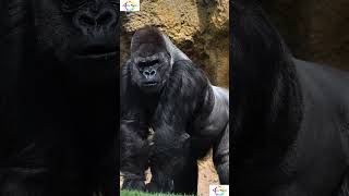 Male and Female Gorilla's You Won’t Believe! #shorts #shortsfeed  #facts #wildlife #gorilla