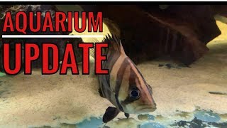 Massive AQUARIUM update and feeding my fish