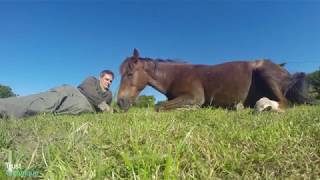 Helping a sensitive horse