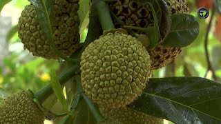 ಹುಲುಸಾಗಿ ಬೆಳೆದ ಹಲಸು - ಪ್ರಕಾಶ ನಾಯಕ |  Well development Grown Jack fruits