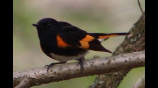 AMERICAN REDSTARTS