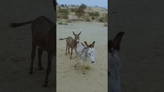 Donkey Morning #ytshortsvideo #animals #donkey #funnyanimal #funny #donkeyfarm