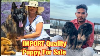 German Shepherd Import Quality Puppy For Sale //7988570530