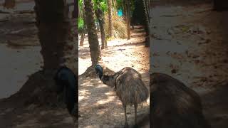 Emu tallest Bird#ytshorts#eating#shorts