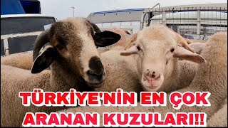 MEŞHUR KIVIRCIKLAR ARTIK PAZARDA | BEKLENEN GÜN GELDİ !!