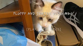 Fluffy and JenJen Vlog #21 | Fluffy Plays with Shoes | Ragdoll and Poodle | Kitten and Dog | 貴賓狗與布偶貓