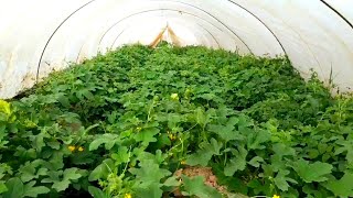 It's a profitable business.  Early melon cultivation in a small greenhouse