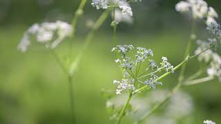 Cowparsley Time