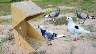 The first creative easy diy simple bird trap make from paper box with wood - easy bird trap