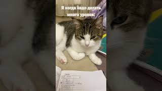 Мои уроки#школа#смешноевидео#сиешныекотики#приколы#catvideo#