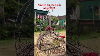 Khuyên mồi líu choè 2024 #khuyênlíuchòe