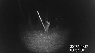 VicTsing Trail Cam - A Bigger Buck & 1st Cat Sighting