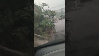 LOTS OF RAIN AND PLANTS ON THE SIDEWALK...