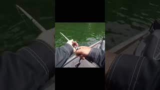 Giant smallmouth bass in shallow crystal clear water