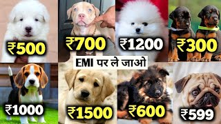 Cheapest Dogs in india || Upcoming Dog price List 😱 Ambully ,Pakistanibully , German Shepherd..