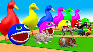 4 Giant Duck Cartoon,Tiger,Cow,rabbit,Gorilla,Hamsters,Dog,Cat Wild Animals Crossing Fountain 2023