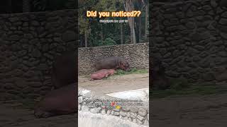 What is this 😱 a big hippo 🦛 #chandigarh #zoo #zooanimals #hippo #hippopotamus #animals #ytshorts