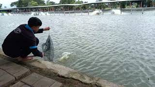 MANCING IKAN NILA BESAR DI KOLAM | ANGIN LEMBUT