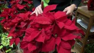 Cuidados Poinsettias Flor de Pascua Zaragoza