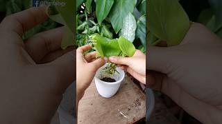 Propagate Philodendron Plant from Stem Cutting Direct in Soil // Philodendron Propagation