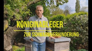 Königinableger zur Schwarmverhinderung 07.05.21