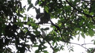 Howler Monkey in Costa Rica