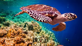 Coral Reef Underwater Footage with Water Sound - Screensaver, White Noise for Relaxation