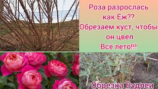 РОЗА СИЛЬНО ЗАГУЩАЕТСЯ🌹😲, ЧТО ДЕЛАТЬ??🤔-Обрезка плетистого монстра и Обрезка БУДЛЕИ🌿