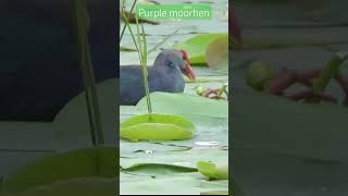 purple moorhen feeding on lotus | #indianwildlife #nature #indianbirds #bird #feeding