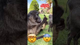 Ce singe fait la toilette à un suricate 😂🤯 #shortsvideo #drôle #drole #funnyanimals #singe #monkey