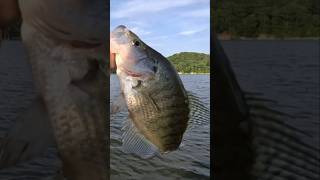 Best Tasting Fresh Water Fish! Crappie! #fish #fishing #shorts #viralvideo