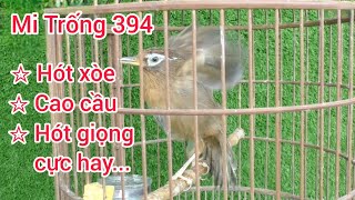 394| Chim Họa Mi Trống già rừng, cao cầu hót xòe cứng, giọng cực hay... #0374961666 #lyhaichim