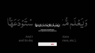 🔥 Surah Hud 🔥ماتيسر من سورة هود 🌿وما من دابة في الأرض ..🌿