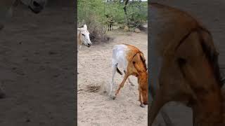 Donkey lovely color #ytshortsvideo #donkey #animals #donkeyfarm #funnyanimal