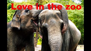 khao kheow zoo pattaya Non stop fun