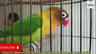 Beringas lovebird petarung gantangan.